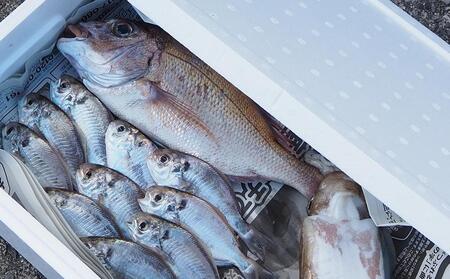 小豆島から直送！朝獲れ鮮魚 旬の地魚詰め合わせ 2kg以上