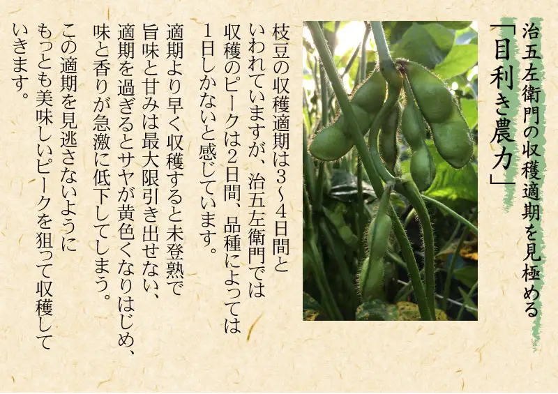【令和8年産先行予約】 山形セレクション認定！15代目「治五左衛門」の新鮮だだちゃ豆 (白山だだちゃ豆) 1.35kg(450g×3袋)　 8月中旬～9月上旬
