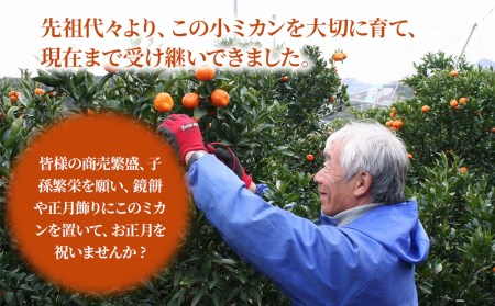 【先行予約】国指定天然記念物 尾崎 小ミカン 先祖木の 小ミカン | 津久見市