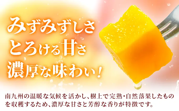 鹿児島県産 完熟マンゴー 化粧箱入り 約600g 祝迫果樹園《6月中旬-7月中旬頃出荷》鹿児島県 さつま町 マンゴー 果実 果物 くだもの フルーツ 果肉 果汁 高級 ご褒美 贅沢 グルメ