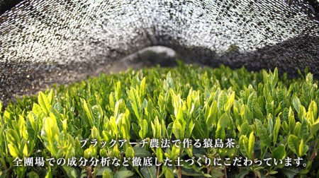 猿島茶の濃いお茶のアイス 7個 アイスクリーム  アイス 猿島茶