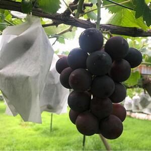 【2026年先行予約・数量限定】朝採り 巨峰「種なし」 訳あり品 約２kg＜2026年8月中旬～発送＞