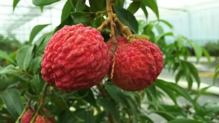 【期間限定発送】 特選 大粒 生ライチ 6粒入り [大黒園 宮崎県 日向市 452060924]