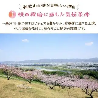 フルーツ王国 和歌山 の 桃 約4kg（fr-07）_ 先行予約 2026年6月中旬から7月下旬発送［MS108］