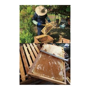 【2026年10月～2027年4月発送】天然はちみつ【大子のりんご蜜 120g×3本セット】|茨城県 大子町 奥久慈 ハチミツ 蜂蜜 プレゼント 包装(BG003)