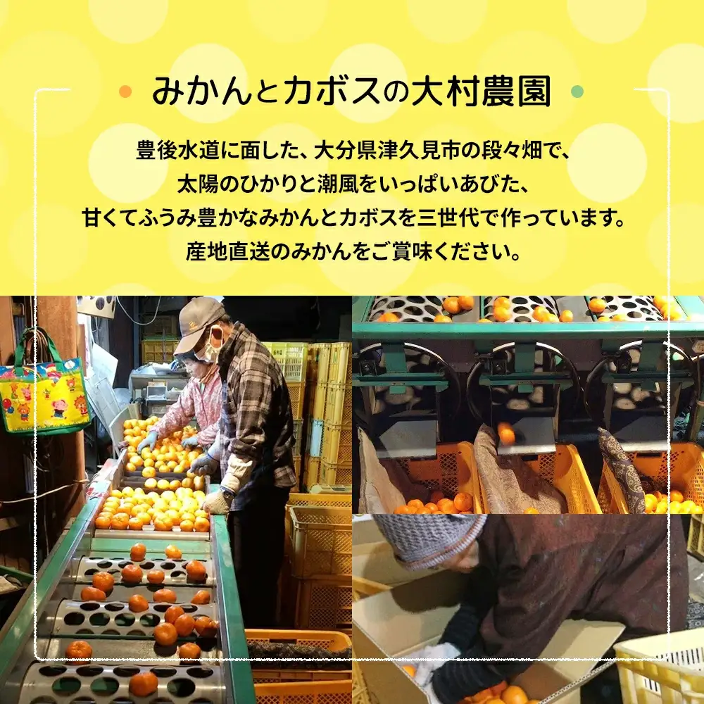 【先行予約】大村農園 みかん 不知火 5kg | 津久見市