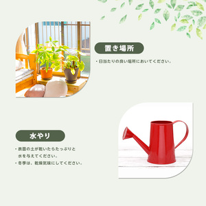2026年1月中旬～発送【観葉植物】ストレリチア・レギネ 極楽鳥花 60cm～80cm Green Base IB003-001 観葉植物 ※北海道・沖縄・離島配送不可