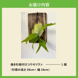 コウモリラン(ビカクシダ)焼き杉板付け[観葉植物 インテリア]