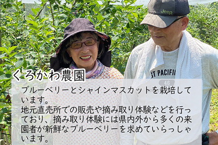 くろかわ農園 ブルーベリー 2kg（500g×4パック）摘みたて 秋田県美郷町