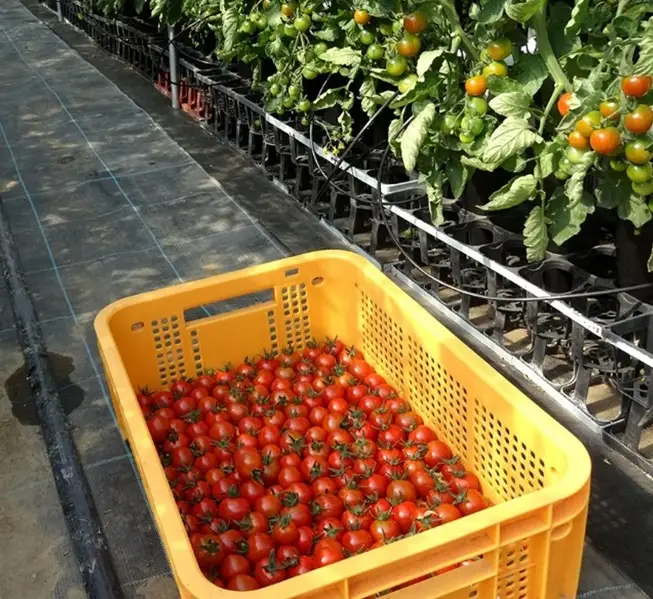 【十勝まきばの家ワイナリー】北海道 十勝の美味しいミニトマトを濃~いジュースにしました テレビで絶賛