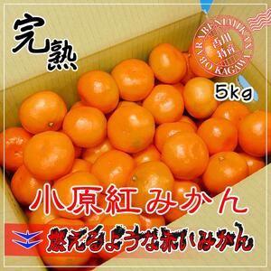 ≪先行受注≫小原紅早生みかん 香川県産 約5kg( S ～ Lサイズ )｜みかん