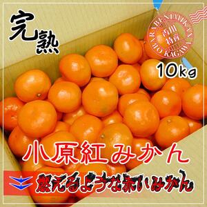 ≪先行受注≫小原紅早生みかん 香川県産 約10kg (S ～ Lサイズ) ｜ みかん