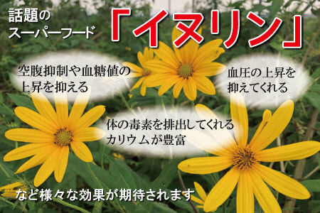 菊芋堀り 体験 （10kgまでお持ち帰りいただけます） 芋ほり 芋掘り お持ち帰り お土産 みやげ 粉末 パウダー イヌリン 国産 糖質 有機 血糖値 体型 血圧 いも 菊芋茶 菊芋チップス SDGs エコ サスティナブル 健康 話題 農薬不使用 食物繊