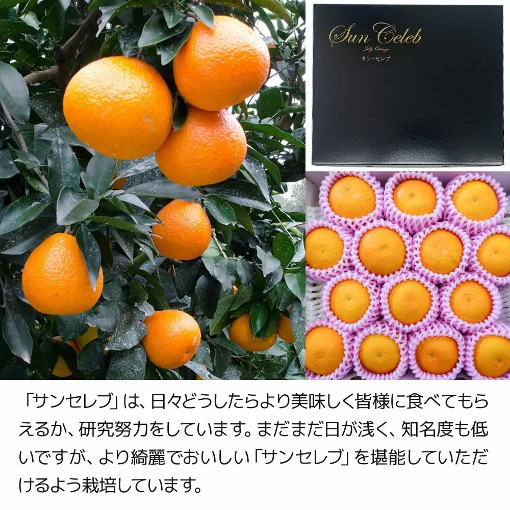 まるでゼリーのようなプルプル食感!サンセレブ約3kg(化粧箱) みかん ミカン | 津久見市