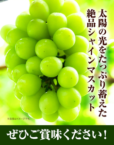 シャインマスカット「晴王」1房【配送不可地域あり】マスカット