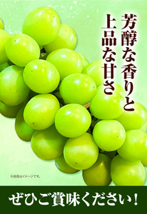 マスカット オブ アレキサンドリア 1房750g以上【配送不可地域あり】