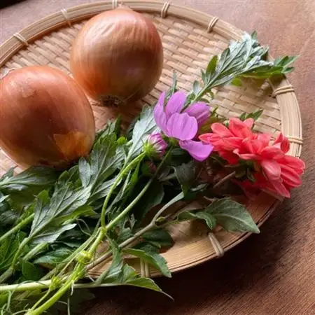 【手ぶらで参加】季節の植物でシルクストールを染める「草木染体験チケット」【1365464】