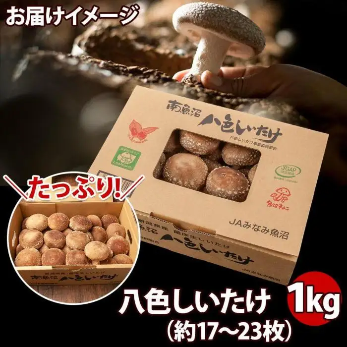 ES419 八色 しいたけ 1kg シイタケ 椎茸 生しいたけ 生シイタケ きのこ キノコ 菌床栽培 肉厚 鍋 バーベキュー おかず おつまみ 贈答 ギフト 越季 新潟県 南魚沼市