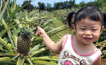  パイナップル【2026年発送】比屋定農園 ゴールドバレル 1玉（2kg以上）＆ピーチパイン 2玉（計1.3kg以上）パイン フルーツ 果物