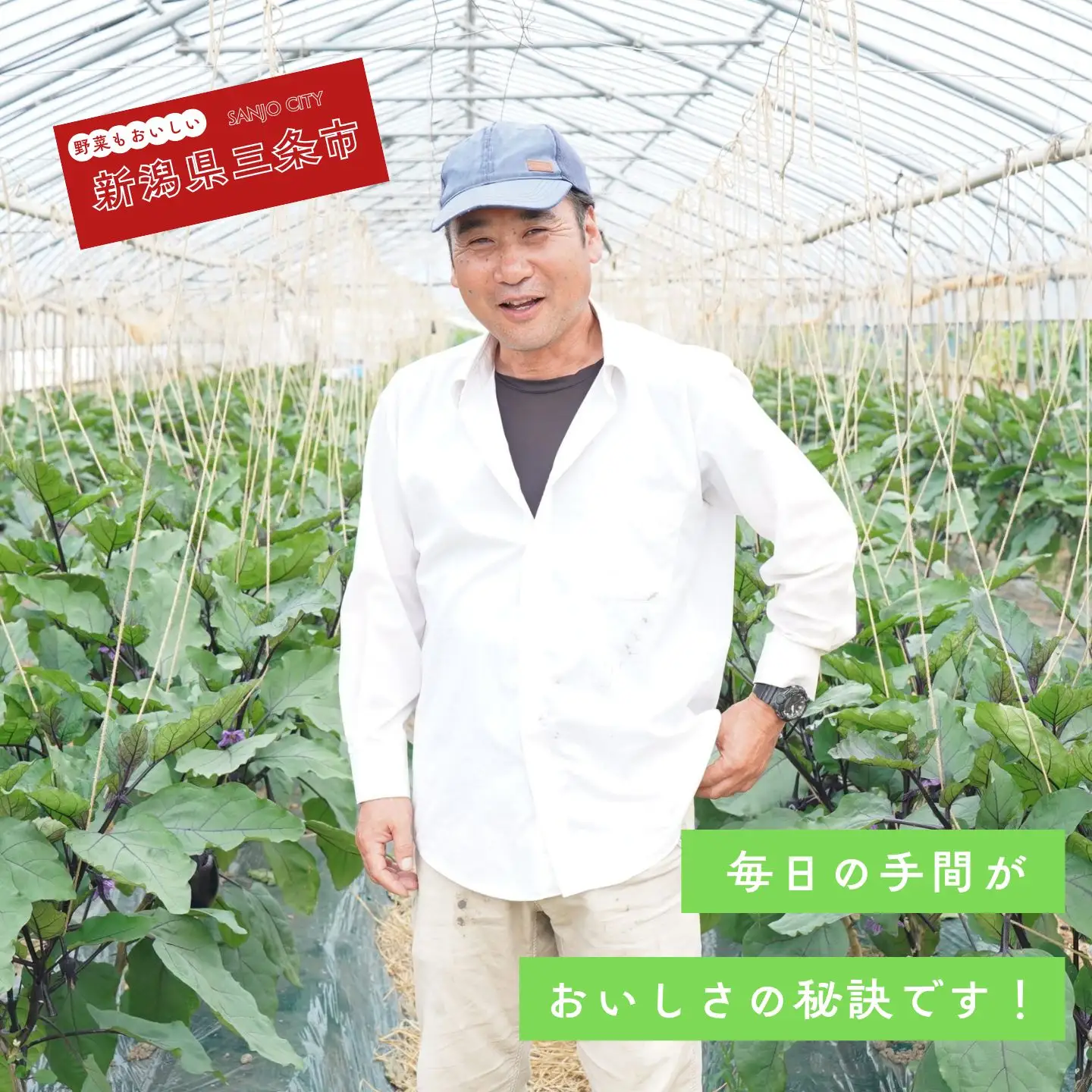 丸なす 約3kg 令和8年産 三条市 茄子 ナス
