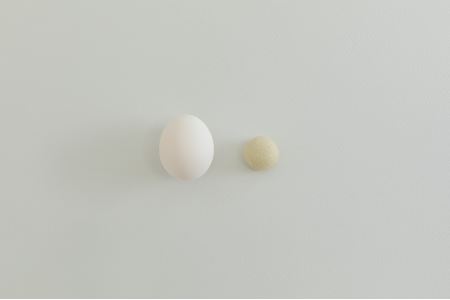 鶏卵饅頭　48個入 [VB01290]