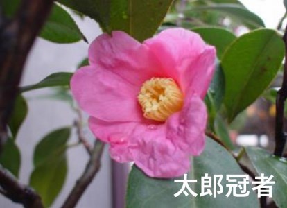 【2026年11月以降お届け】久留米の特産花卉 椿の苗木3種3本セット（椿2年生苗/高さ30cm前後）_苗木 椿 3種 セット 久留米の特産花卉 最小白花 正義 太郎冠者 産地直送 秋～春 開花 一重咲 八重咲 鑑賞 育て方 説明書付き  鉢植え 植え付け 花 庭 園芸 ガーデニング 久留米つばき研究会 特産品 福岡県 久留米市 お取り寄せ 送料無料 〔Hf026〕
