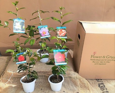 【2026年11月以降お届け】久留米の特産花卉 椿の苗木5種5本セット（椿2年生苗/高さ30cm前後）_苗木 椿 5種 セット 久留米の特産花卉 最小白花 太郎冠者 正義 紅侘助 赤春の台 秋～春 開花 花 一重咲 八重咲 鑑賞 説明書付き 鉢植え 花 庭 園芸 植え付け 支柱 ガーデニング 肥料 特産品 久留米つばき研究会 福岡県 久留米市 お取り寄せ 送料無料 〔Hf027〕