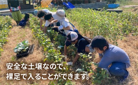 【ふるさと納税】糸島で農業体験(3名) 栽培期間中農薬不使用 無化学肥料 無除草剤の畑で野菜のお世話体験！ [AAL003]