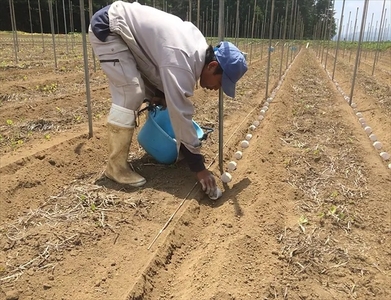 長野県産 ながいも 約10kg 〈2026年12月1日出荷開始～2026年12月25日出荷終了〉| 長芋 長いも 高原野菜 信州佐久 土作りからこだわり 作物本来の美味しさを目指して栽培 長野県 佐久市 旬彩