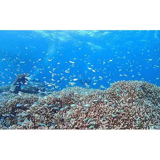 体験ダイビング利用券　石垣島のマンタ・サンゴ・ウミガメに会いに行こう YD-2-1