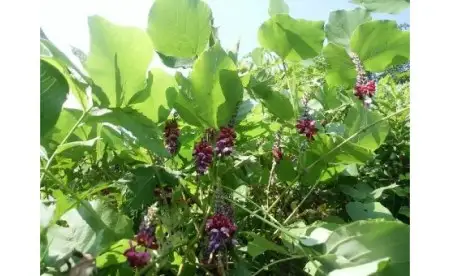葛の花・芽入り　野草茶　10パック入り×4袋[B0173]