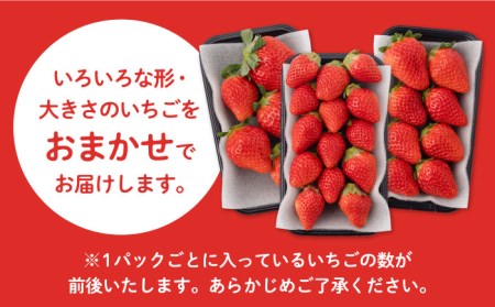 【先行予約】【2027年1月以降発送】いちご さがほのか 900g / いちご [IAA024]