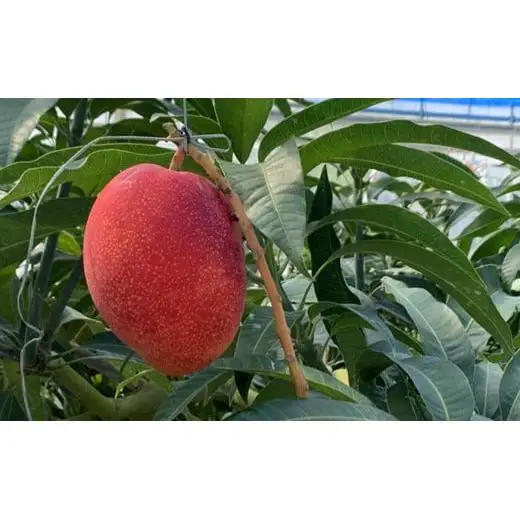 石垣の恵 眠れるマンゴー(450g～500g)2玉 専用箱入 KB-31