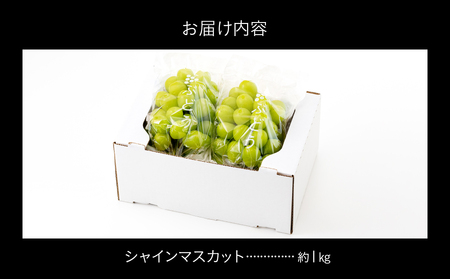 AC126.九州・福岡フルーツ王国より直送.シャインマスカット約1kg／2026年9月配送