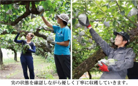 【2026年9月中旬?発送】【シャリッとおいしい！】新高梨 約3.4kg / 梨 なし  南島原市 / ふるさと企画 [SBA030]
