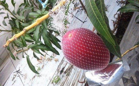 No.1195-4 完熟マンゴー（Ｌ～2Ｌ×2個）