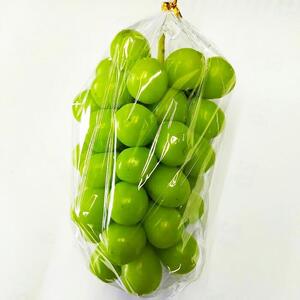 【2026年先行予約・数量限定】朝採り シャインマスカット 訳あり品 約１kg＜2026年8月中旬～発送＞