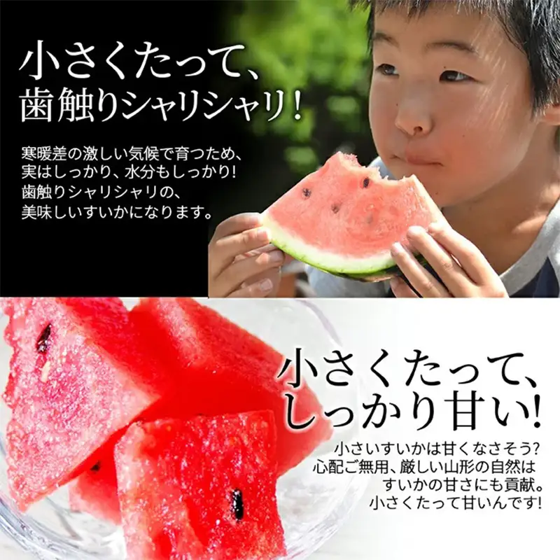 《先行予約 2026年7月中旬～7月下旬発送》山形県産 ひとりじめぼんぼん 2玉 3kg前後 FSY-2395