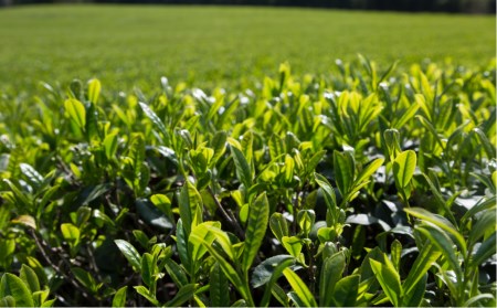 さっぱりとした爽やかな喉ごしの有機緑茶♪髙橋製茶の「みのりの茶」ギフトセットＡ