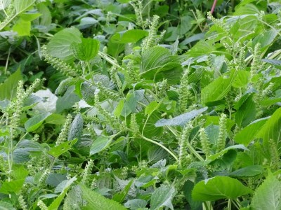 農薬不使用！非加熱・生搾りの健康に良い臼杵市産「エゴマ油」（140g×1瓶）