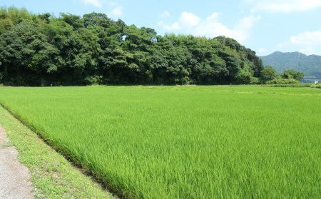 れんげ米の米粉(500g×6個)化学肥料等を使わず作った米が原料のため安心安全！