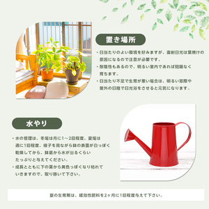 2026年1月中旬～発送【観葉植物】ドラセナ コンパクター 35cm～55cm 前園植物園 IB002-003 観葉植物 ※北海道・沖縄・離島配送不可