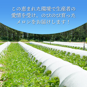 【令和8年産先行予約】産地直送！庄内砂丘アンデスメロン 約5kg (3～5玉)　佐藤農園　K-835