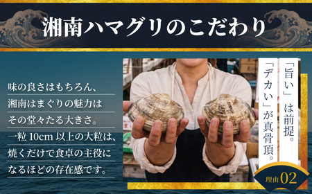 はまぐり  LLサイズ  1.4kg 貝 【湘南はまぐり 蛤】