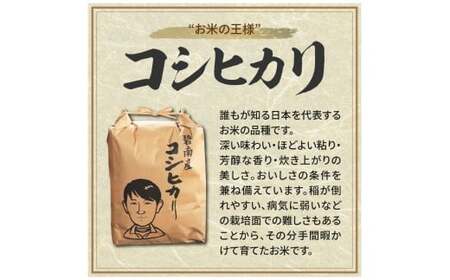 〈数量限定〉【幻の潮かぶり米】令和7年産新米 あいちのかおり&コシヒカリ2品種 食べ比べ10kg（5kg×2袋） 令和７年度産　新米　米 コメ 新米 あいち 愛知 かおり コシヒカリ こしひかり 数量限定 H073-009