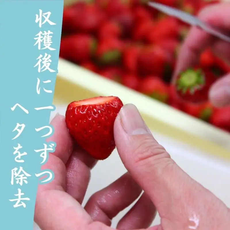 【先行予約_2026年発送】 冷凍いちご  紅ほっぺ 3kg　【 いちご 】