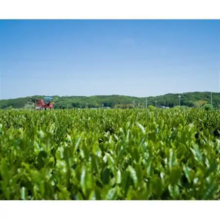 千代紙缶入り 狭山茶ティーバッグ「霞川 煎茶」【1375082】