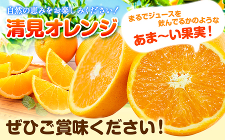 清見オレンジ 5kg ときわオンライン《2027年1月中旬-4月上旬頃出荷》 和歌山県 紀の川市 フルーツ 果物 清見 オレンジ 柑橘 送料無料