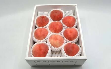 《先行予約 2026年度発送》【山形県産】白桃3kg(7～12玉) もも モモ 桃 デザート フルーツ 果物 くだもの 果実 食品 山形県 FSY-2499