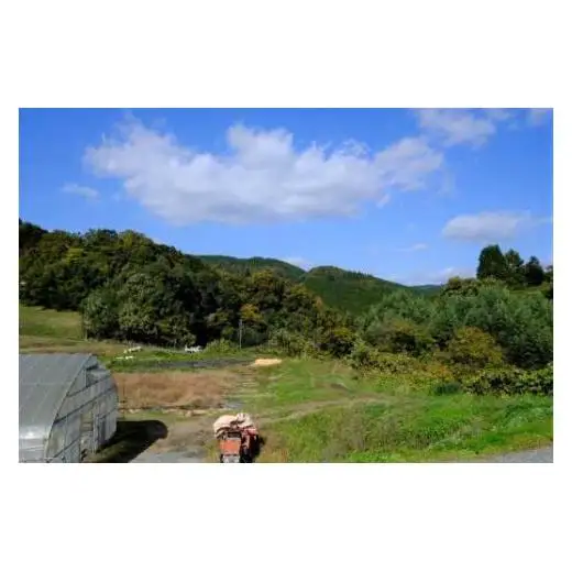 令和7年産 里山新見のめぐみ コシヒカリ 15kg(5kg×3袋)